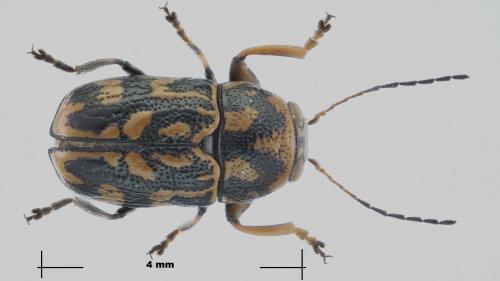 Pachybrachis tessellatus